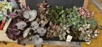 Fittonia argyroneura
