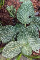 Fittonia argyroneura