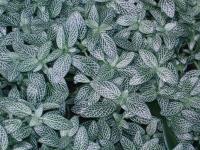 Fittonia argyroneura