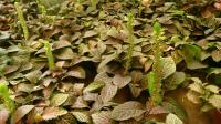 Fittonia argyroneura