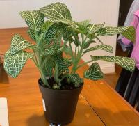 Fittonia argyroneura