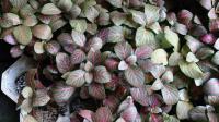 Fittonia argyroneura