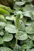 Fittonia argyroneura