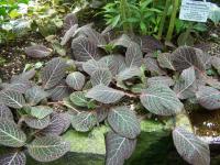Fittonia argyroneura