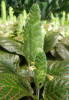 Fittonia argyroneura