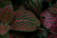 Fittonia argyroneura