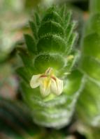 Fittonia argyroneura