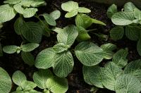 Fittonia argyroneura