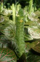 Fittonia argyroneura
