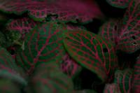 Fittonia argyroneura
