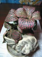 Fittonia argyroneura