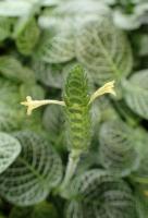 Fittonia argyroneura