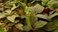 Fittonia argyroneura