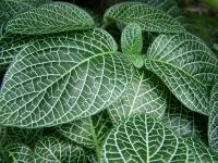Fittonia argyroneura