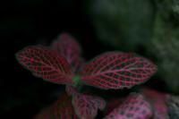 Fittonia argyroneura