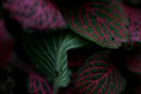 Fittonia argyroneura