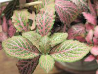 Fittonia argyroneura