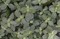 Fittonia argyroneura
