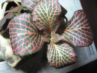 Fittonia argyroneura