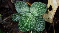 Fittonia argyroneura