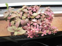 Fittonia argyroneura