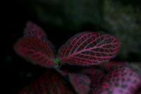 Fittonia argyroneura