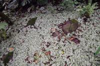 Fittonia argyroneura