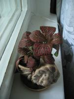 Fittonia argyroneura
