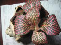 Fittonia argyroneura