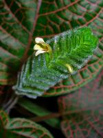 Fittonia argyroneura