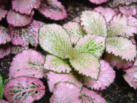 Fittonia argyroneura