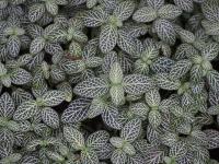 Fittonia argyroneura