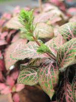 Fittonia argyroneura