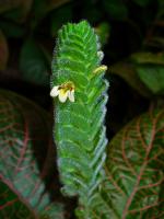 Fittonia argyroneura