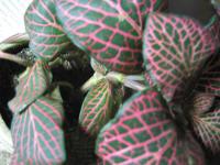 Fittonia argyroneura