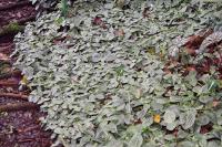 Fittonia argyroneura