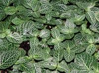 Fittonia argyroneura