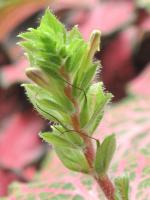 Fittonia argyroneura