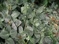 Fittonia argyroneura