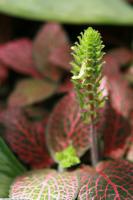 Fittonia argyroneura