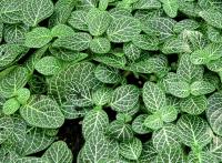 Fittonia argyroneura