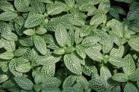 Fittonia argyroneura