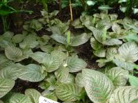 Fittonia argyroneura