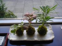 Fittonia argyroneura