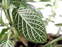 Fittonia argyroneura