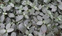 Fittonia argyroneura
