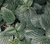 Fittonia argyroneura