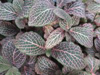 Fittonia argyroneura