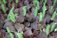 Fittonia argyroneura