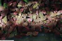 Fittonia argyroneura